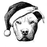 Pitbull Dog With Christmas Santa Hat Stock Photo