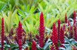 Bromeliad Plant Stock Photo