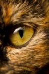 Detail Of Cat's Eye Stock Photo