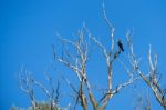 Great Cormorant (phalacrocorax Carbo) Perched In A Tree In The D Stock Photo