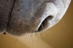 Snout Of A Donkey Stock Photo