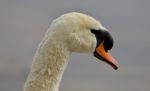 Beautiful Portrait Of A Strong Mute Swan Stock Photo