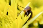 Close Up Snail On Yellow Chrysanthemum Flowers Stock Photo