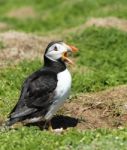 Puffin Calling Stock Photo