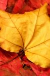 Autumn Leaves Stock Photo