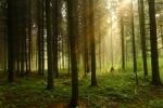 Deep Forest Stock Photo