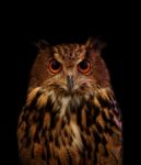 Close Up Face Of Owl On Black Stock Photo