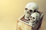 Still Life Of Love Human Skull Couple With Wooden Box Stock Photo