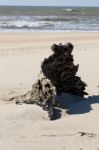 Stump On The Beach Stock Photo