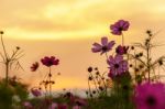 Pink Cosmos In Twilight Time Stock Photo