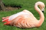 American, Caribbean And Greater Flamingo Stock Photo