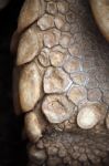 Leg Detail Of A Turtle Stock Photo