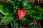 Red And Pink Anthurium Flower Also Known As Tail Flower Stock Photo