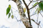 Mantis Camouflaged On Tree Branches Stock Photo