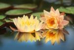 Blossom Lotus Flower In Thailand. Garden, Petals Stock Photo