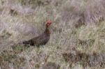 Red Grouse (lagopus Lagopus) Stock Photo