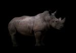 White Rhinoceros In Dark Background Stock Photo