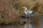 Grey Heron (ardea Cinerea) Walking Out Of Water Stock Photo