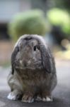 Baby Holland Lop Rabbit Bunny Stock Photo