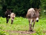 Donkey Family Stock Photo