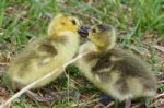 Funny Picture With Kissing Young Chicks Of The Canada Geese Stock Photo