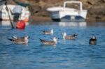 Seagulls Swimming On The Docks Stock Photo