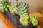 Group Of Little Variety Cactus Stock Photo