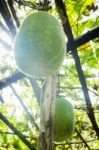 Fresh Of Green Winter Melon On The Tree Stock Photo