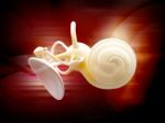 Inner Ear Structure 3d Stock Photo