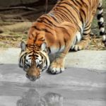 Amur Siberia Tiger Stock Photo