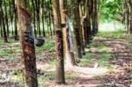 Rubber Tree Plantation Stock Photo
