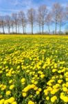 Field Of Yellow Dandelions In Grass With Tree Line Stock Photo