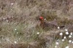Male Red Grouse (lagopus Lagopus) Stock Photo
