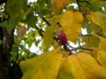 Red Flower Bud On A Magnolia Tree In Autumn Stock Photo