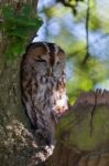 Tawny Owl (strix Aluco) Stock Photo