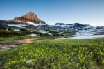 Reynolds Mountain Over Wildflower Field, Glacier National Park Stock Photo