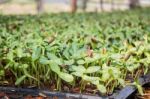 Organic Green Young Sunflower Sprouts Stock Photo