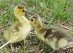 Funny Amazement Of The Chick On The First Kiss Stock Photo