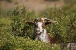 Brown Goat In A Pasture Stock Photo