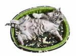 Baby White Tiger Laying In A Mattress Isolated Stock Photo