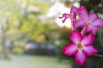 Pink Desert Rose Or Impala Lily Tropical Flower Stock Photo