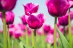 Colorful Tulips, Tulips In Spring Stock Photo