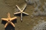 Starfish On Wet Shore Stock Photo