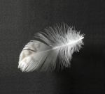 Feather Stock Photo