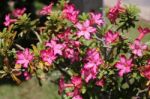 Pink Adenium Flowers Stock Photo