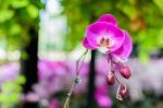 Pink Purple Orchid Stock Photo