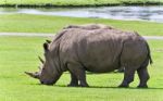 Photo Of A Pair Of Rhinoceroses Eating The Grass Stock Photo