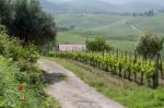 Val D'orcia, Tuscany/italy - May 16 : Vineyard In Val D'orcia Tu Stock Photo