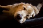 Sleepy Dog Stock Photo