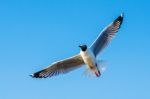Seagull Flying Over Blue Sky Stock Photo